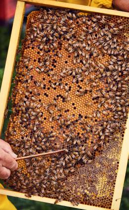 Covata e polline Covata e polline