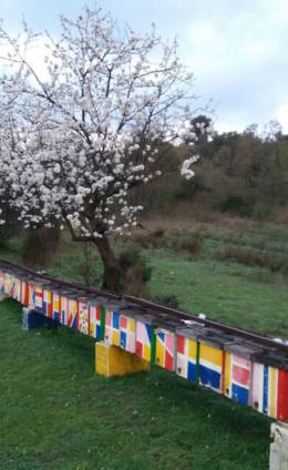 bonizzoni apicoltura bonizzoni apicoltura