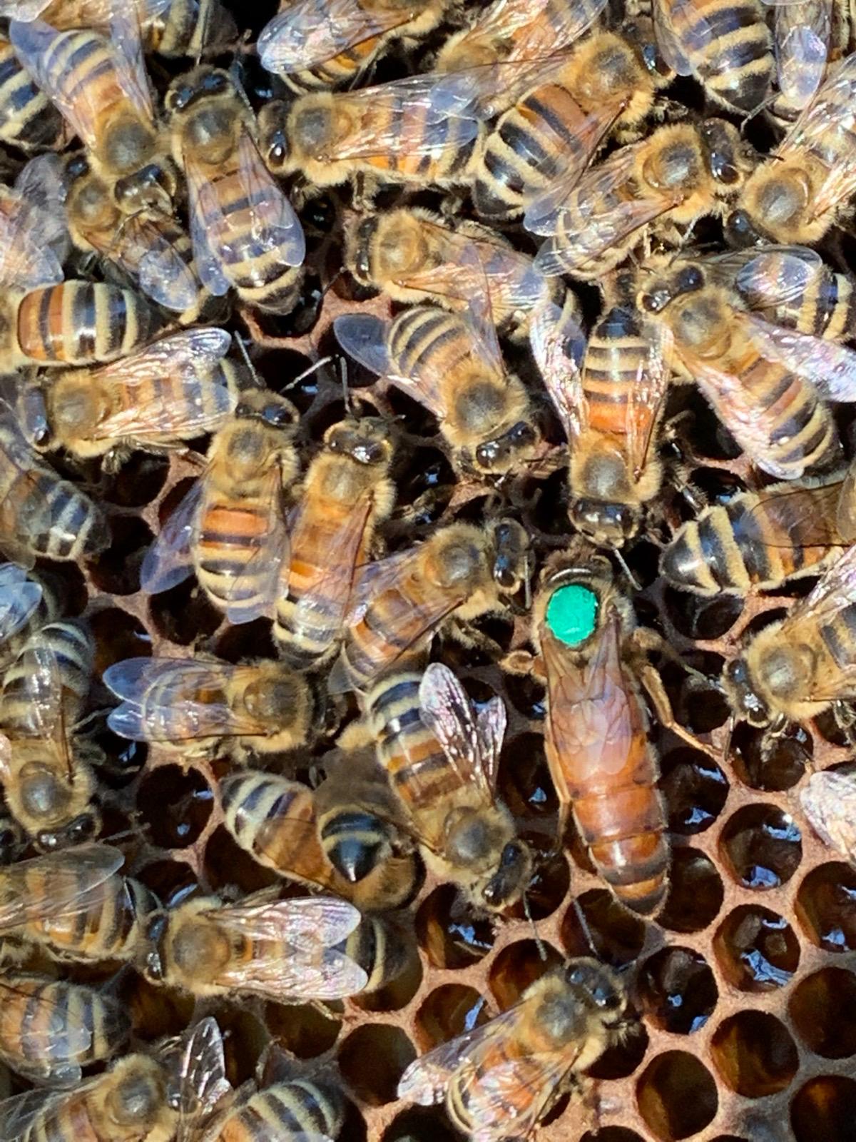 Apil_mellifera_ligustica_Spinola